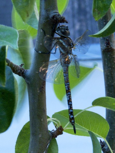 Dragonfly Profile